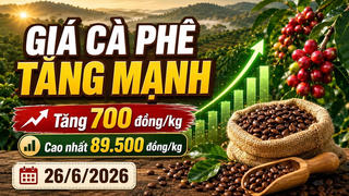 Chốt giá cà phê hôm nay 26/6: Tăng mạnh, áp sát 90.000 đồng/kg