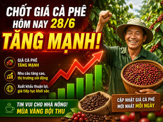 Chốt giá cà phê hôm nay 28/6: Bật tăng mạnh chạm mốc 90.000 đồng/kg