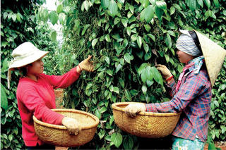 Chốt giá tiêu hôm nay 29/6: Trong nước tăng nhẹ 500 - 1.000 đồng/kg