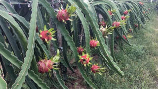Thanh long xuống giá kỷ lục, còn 2.000 đồng/kg