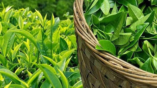 Giá chè Việt xuất sang Mỹ tăng hơn 30%