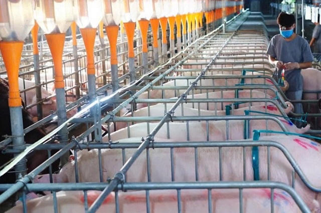 Nông nghiệp Hòa Phát (HPA) hậu IPO: Lãi ròng sụt giảm nhưng "bao tải tiền" vẫn căng phồng