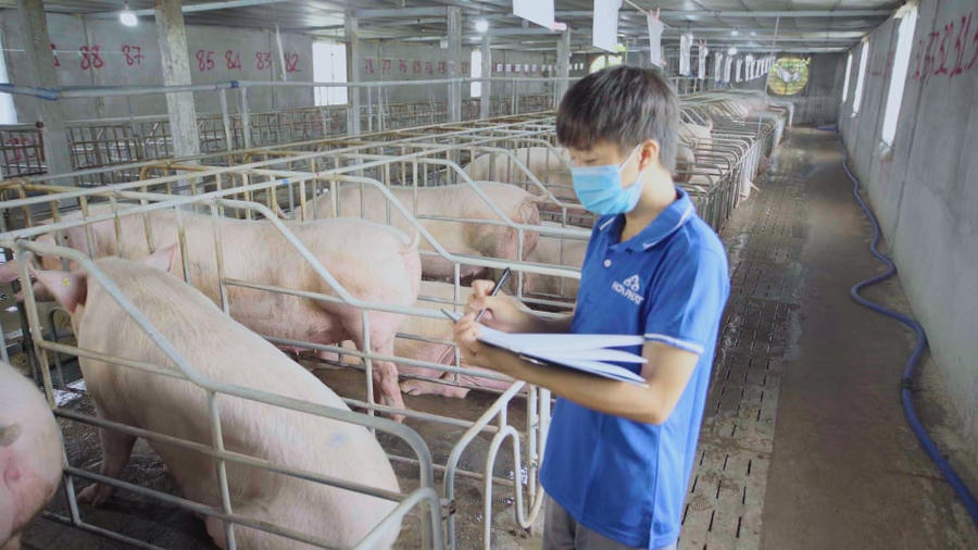 Geleximco rót gần 8.000 tỷ vào dự án chăn nuôi tại Tuyên Quang
