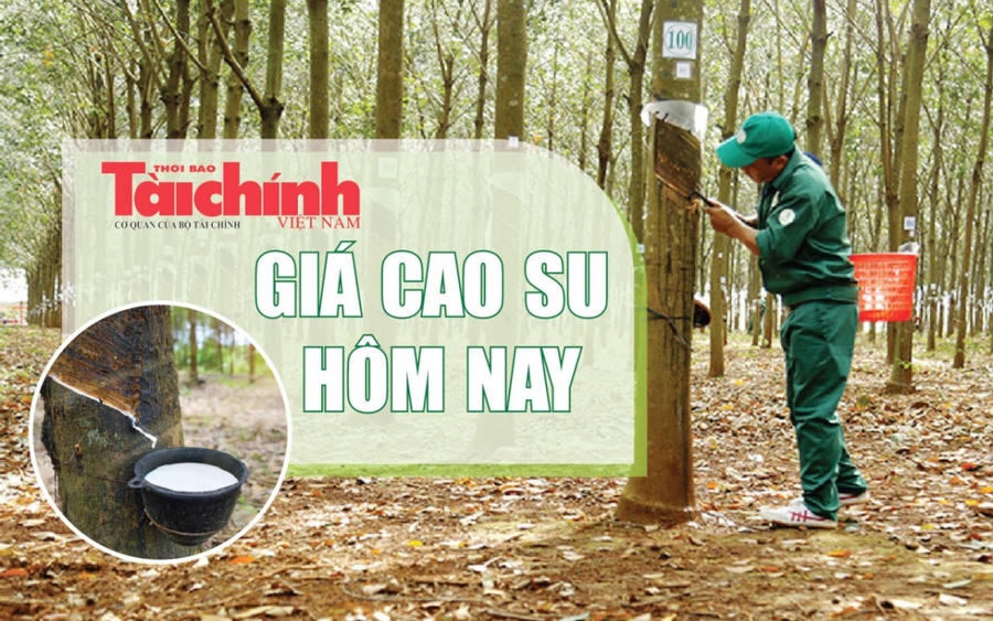 Giá cao su ngày 22/5: Thị trường quốc tế phân hóa, trong nước ổn định