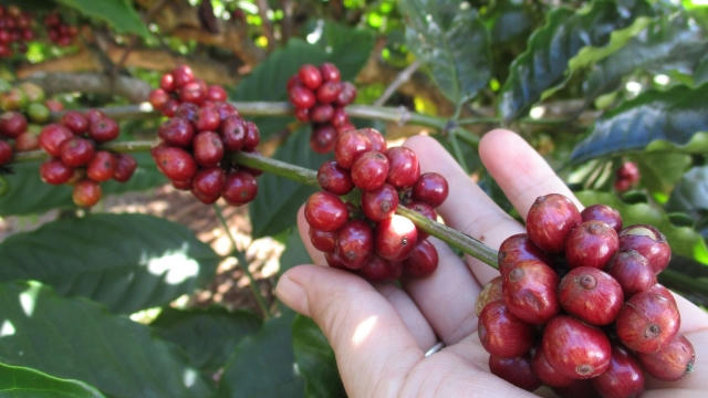 Giá cà phê hôm nay 25/5: Tăng nhẹ 200–300 đồng/kg