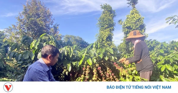 Giá cà phê hôm nay 26/5: Robusta và Arabica đi ngang