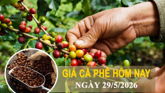 Giá cà phê hôm nay 29/5: Tây Nguyên đồng loạt giảm 800 đồng/kg