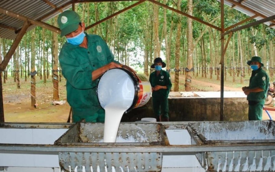 Giá cao su ngày 30/5: Thế giới trái chiều, trong nước ổn định