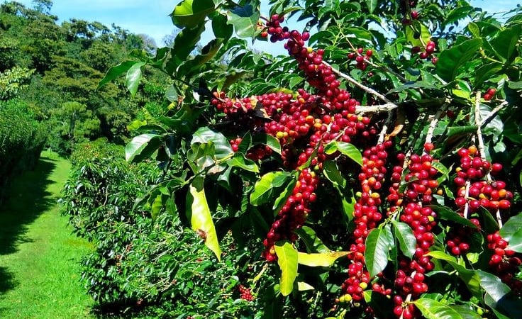 Chốt giá cà phê hôm nay 31/5: Tây Nguyên 86.800 - 87.400 đồng/kg, một tuần giảm mạnh