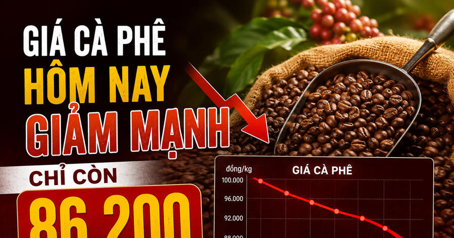 Chốt giá cà phê hôm nay 2/6: Giảm mạnh, các sàn đang giao dịch bao nhiêu?