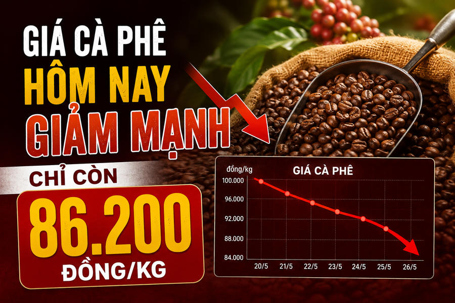Giá cà phê hôm nay 2/6 đang giao dịch bao nhiêu?