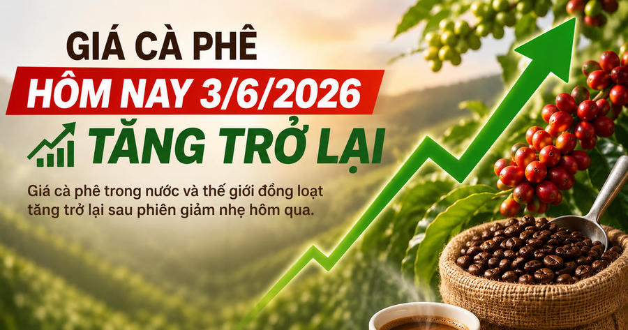 Chốt giá cà phê hôm nay 3.6.2026: Bật tăng trở lại