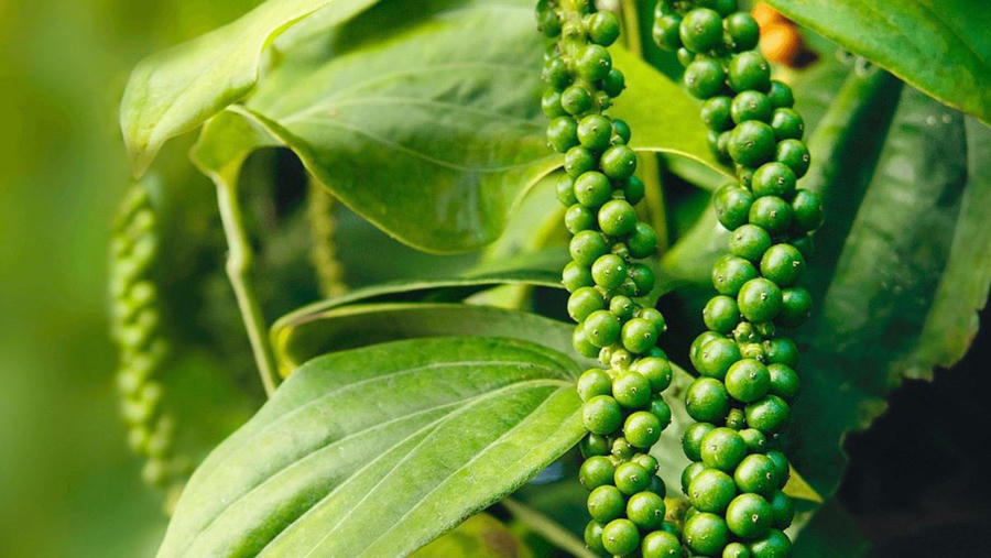 Chốt giá hồ tiêu hôm nay 4/6: Tăng mạnh trở lại
