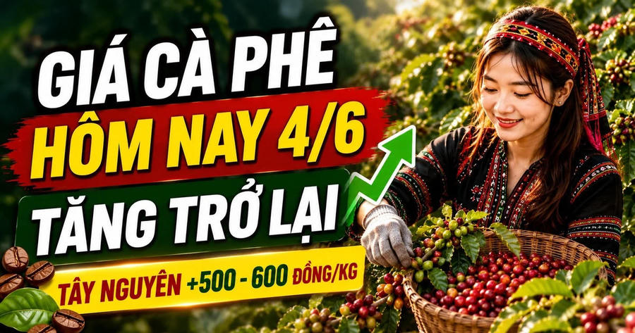 Giá cà phê hôm nay (sáng 4/6): Đồng loạt tăng trở lại