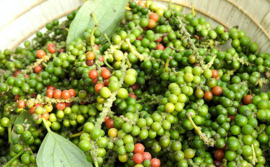 Giá hồ tiêu hôm nay 4/6: Đi ngang, 136.000 - 139.000 đồng/kg