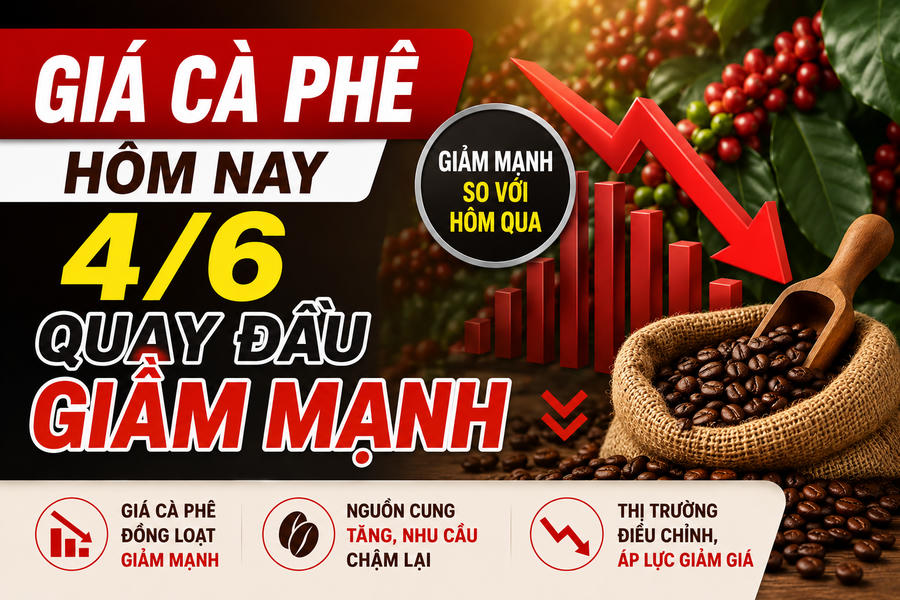 Chốt giá cà phê hôm nay 4/6: Quay đầu giảm rất mạnh, thị trường đỏ lửa