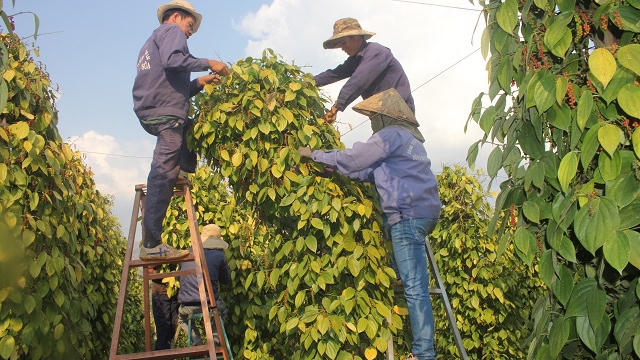 Giá hồ tiêu hôm nay 5/6: Sáng nay các vùng trọng điểm đang giao dịch bao nhiêu