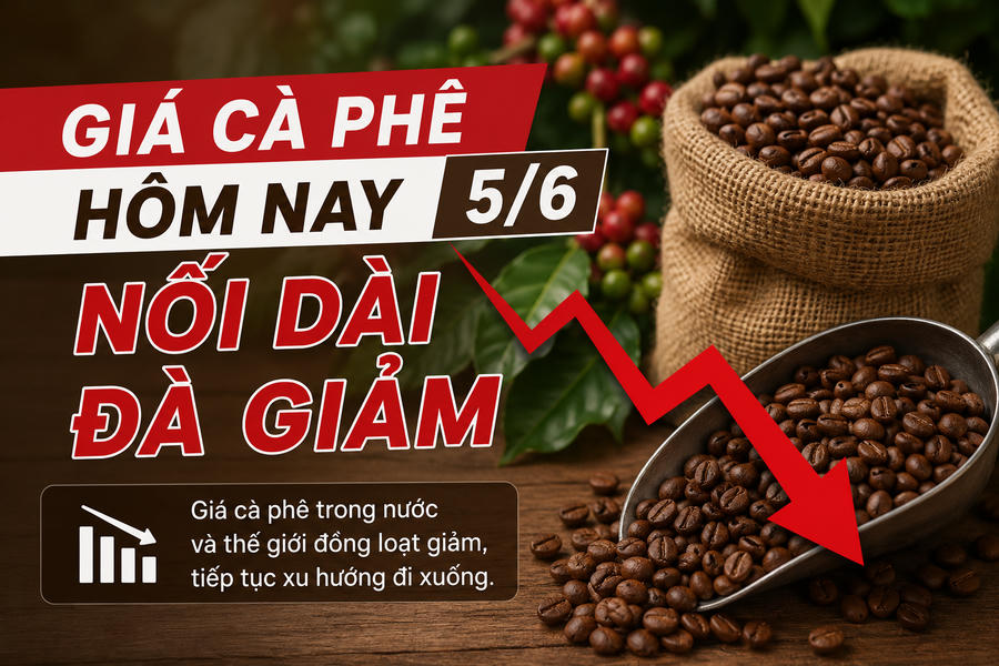 Giá cà phê hôm nay (trưa 5-6): Nối dài đà giảm, Robusta và Arabica đồng loạt giảm mạnh