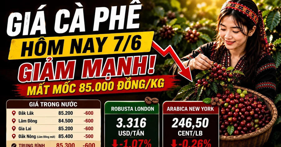 Chốt giá cà phê hôm nay 7/6: Lùi về 84.500 đồng/kg