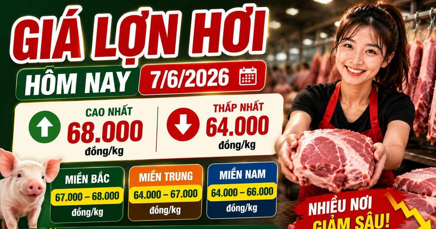 Giá lợn hơi hôm nay 7/6: Chênh lệch 4.000 đồng/kg giữa các vùng
