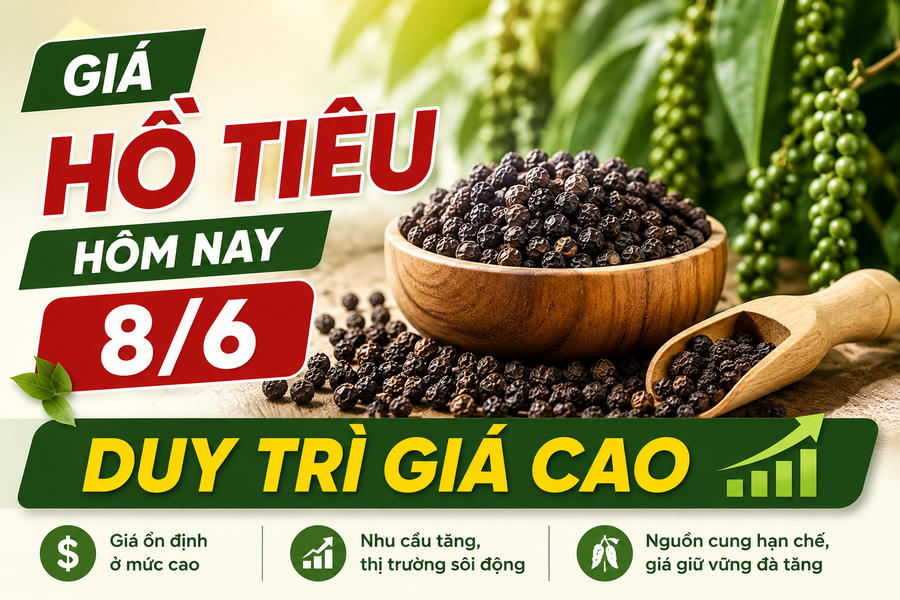 Giá hồ tiêu hôm nay (sáng 8/6): Duy trì giá cao