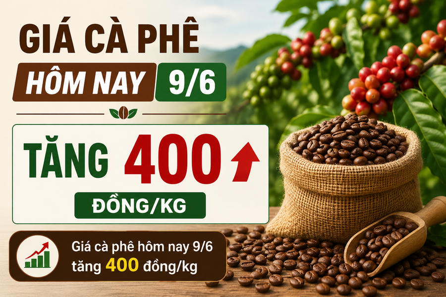 Chốt giá cà phê hôm nay 9/6: Tăng mạnh lên 85.600 đồng/kg