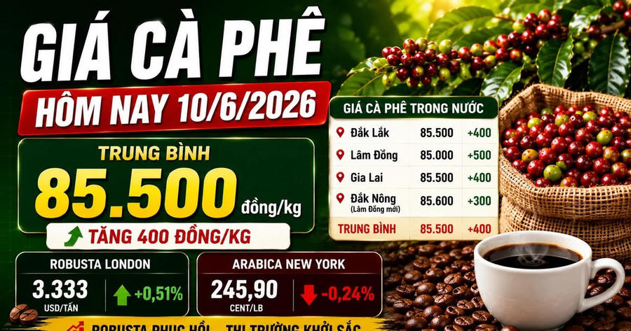 Giá cà phê hôm nay (sáng 10/6): Đồng loạt bật tăng mạnh từ 300-500 đồng/kg