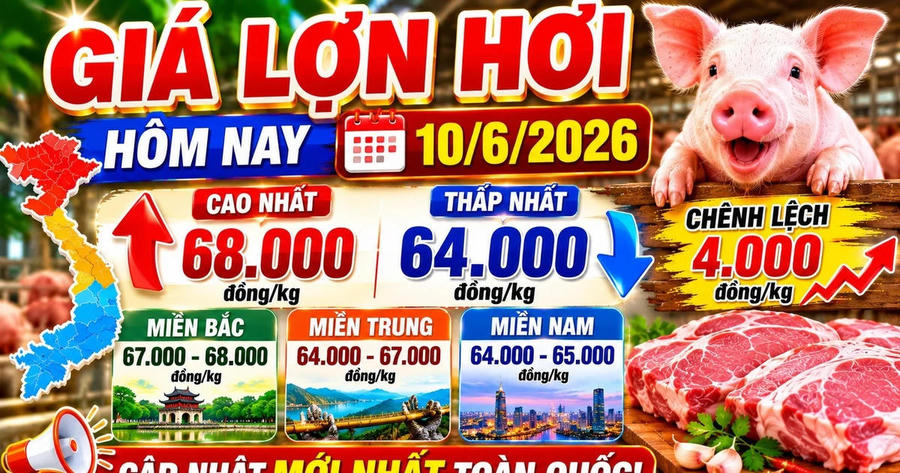 Giá heo hơi hôm nay 10/6: Miền Bắc giữ mức 68.000 đồng/kg