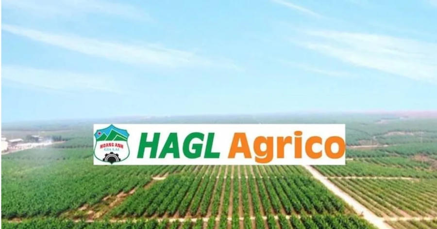 Ghế nóng HAGL Agrico lại biến động giữa lúc doanh nghiệp ôm khoản lỗ lũy kế hơn 10.400 tỷ