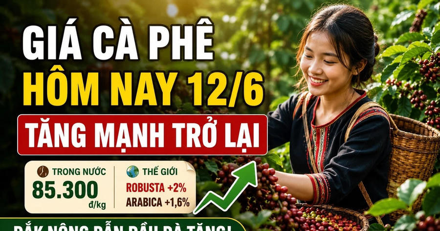 Giá cà phê hôm nay 12/6: Đồng loạt tăng mạnh 500-600 đồng/kg