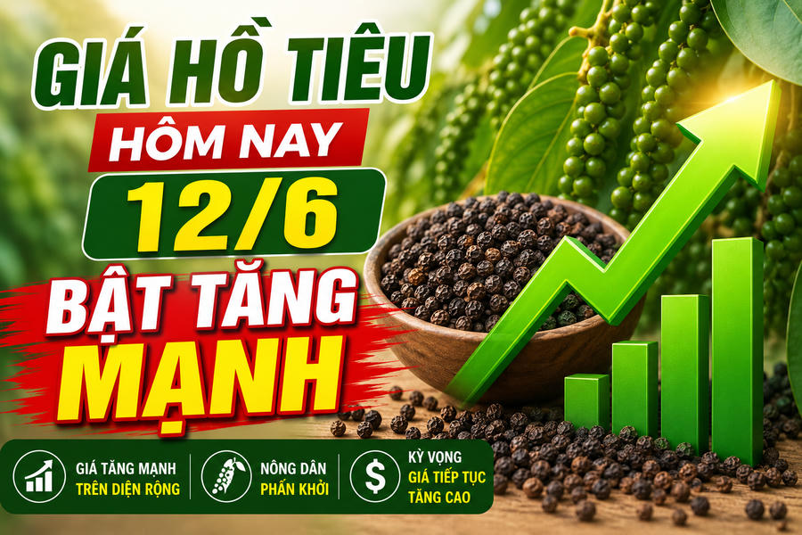 Giá hồ tiêu hôm nay (chiều 12/6): Bất ngờ bật tăng mạnh