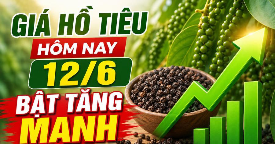 Chốt giá hồ tiêu hôm nay 12/6: Quay xe tăng mạnh