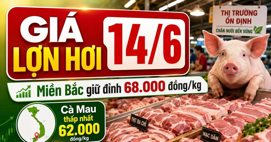 Giá lợn hơi hôm nay 14/6/2026: Miền Bắc giữ đỉnh 68.000 đồng/kg