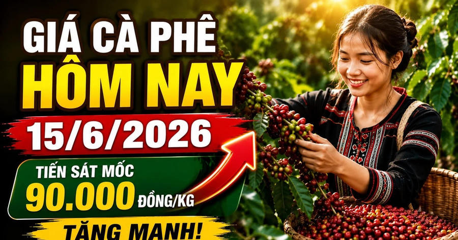 Chốt giá cà phê hôm nay 15/6: Robusta tăng mạnh, Tây Nguyên áp sát 90.000 đồng/kg