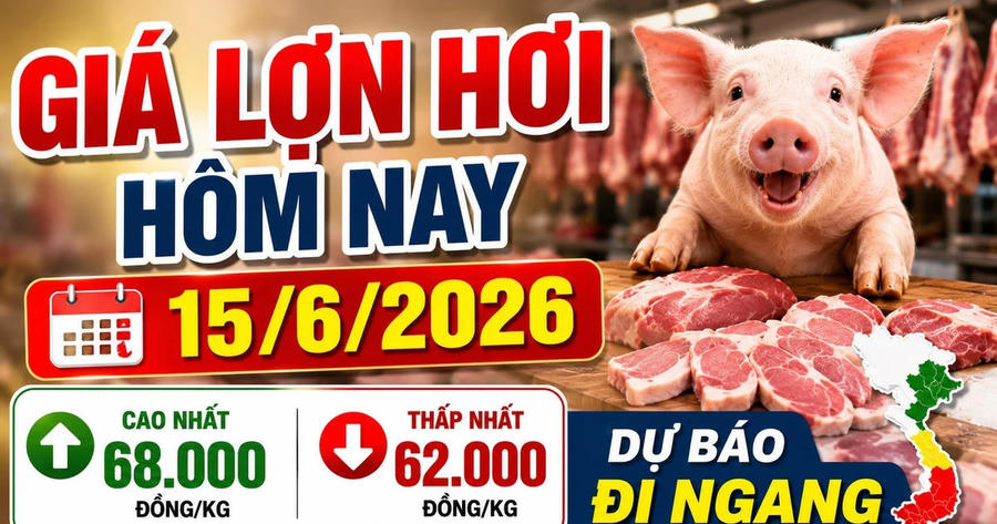 Giá lợn hơi hôm nay 15/6: Miền Bắc giữ mức 68.000 đồng/kg