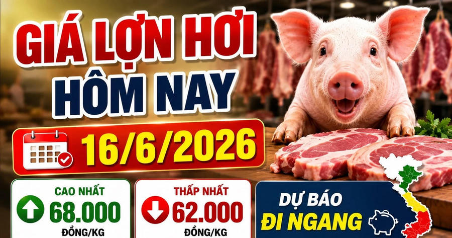 Giá lợn hơi hôm nay 16/6: Miền Bắc giữ 68.000 đồng/kg