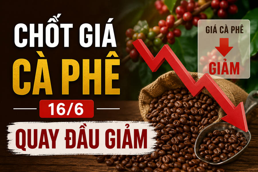 Chốt giá cà phê hôm nay 16/6: Robusta, Arabica cùng tăng, Tây Nguyên quay đầu giảm