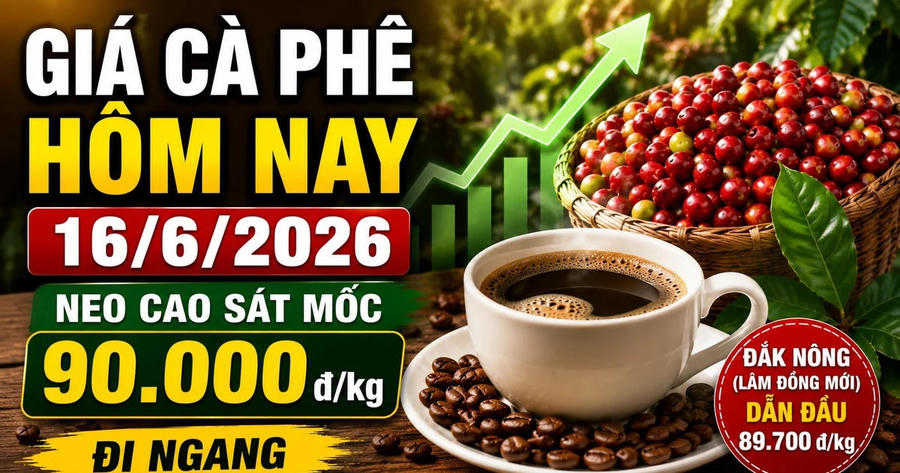 Giá cà phê hôm nay 16/6: Trong nước neo 89.600 đồng/kg