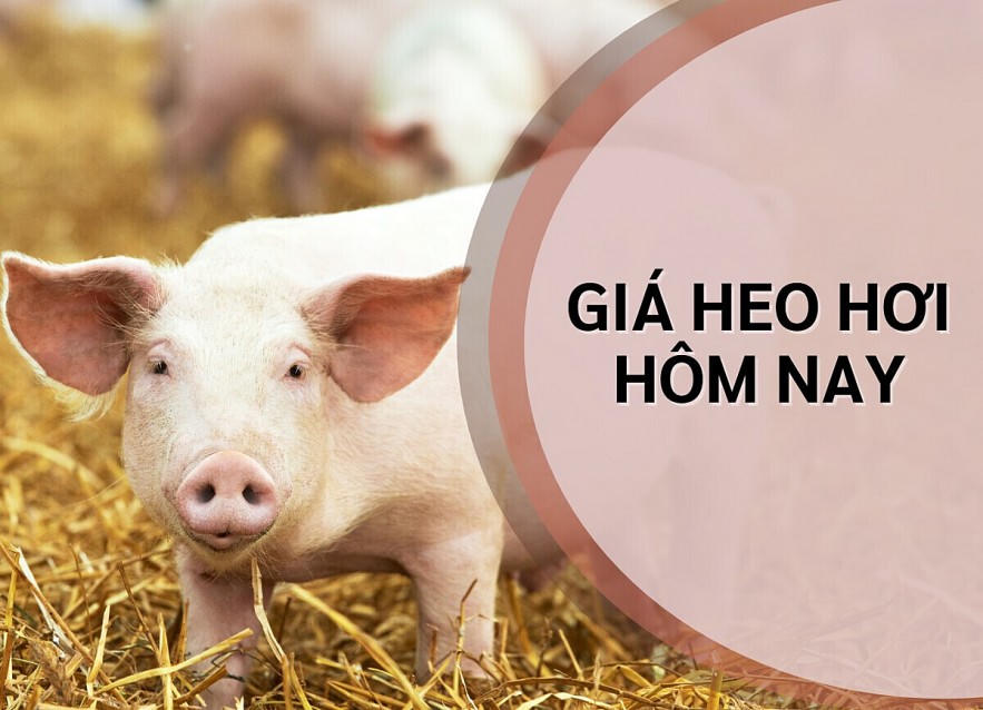 Giá heo hơi hôm nay 17/6/2026: Miền Bắc giữ mức 67.000 - 68.000 đồng/kg