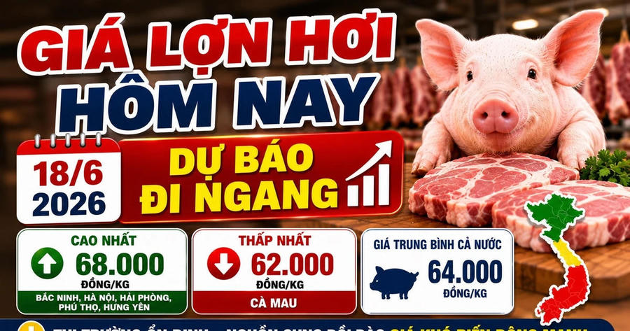 Giá lợn hơi hôm nay 18/6: Miền Bắc cao nhất 68.000 đồng/kg