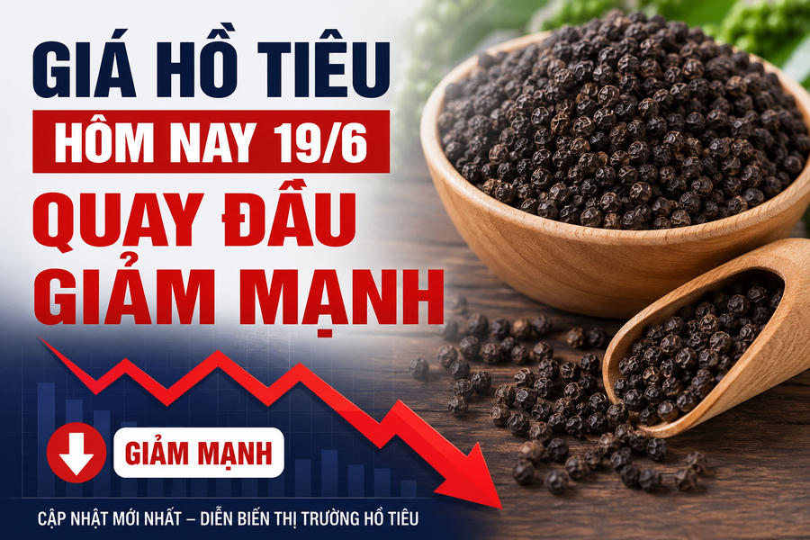 Giá hồ tiêu hôm nay (trưa 19/6): Quay đầu giảm rất mạnh