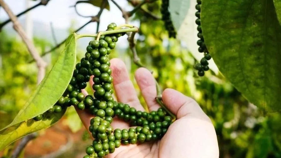 Chốt giá hồ tiêu hôm nay 21/6/2026: Giảm mạnh, còn 136.000-138.000 đồng/kg