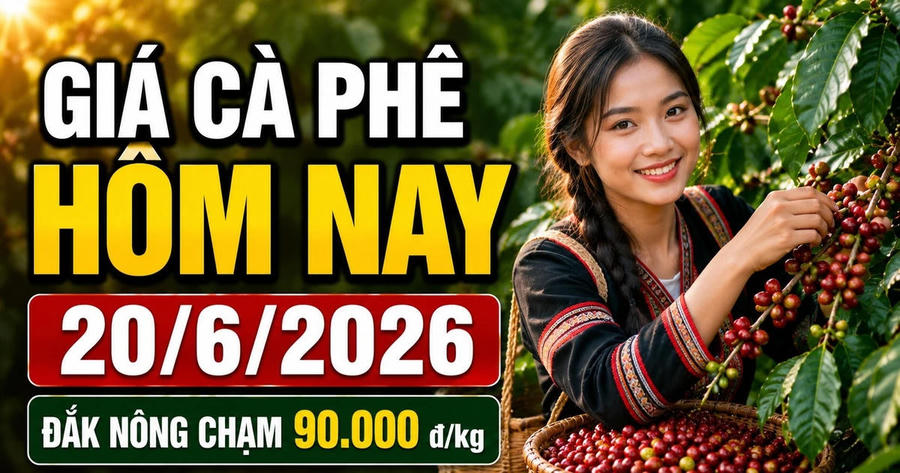 Giá cà phê hôm nay 20/6: Đắk Nông chạm 90.000 đồng/kg