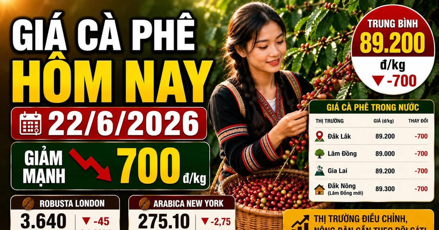Giá cà phê hôm nay sáng 22/6: Đồng loạt cắm đầu giảm mạnh