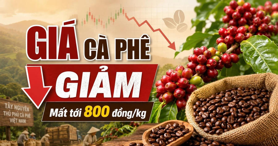 Giá cà phê hôm nay 25/6: Trong nước cao nhất 88.800 đồng/kg