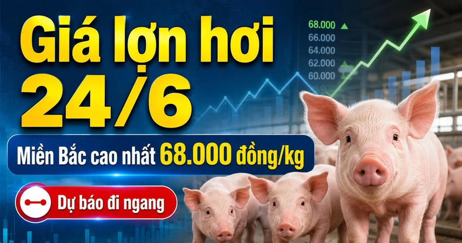 Giá lợn hơi hôm nay 24/6: Miền Bắc giữ đỉnh 68.000 đồng/kg