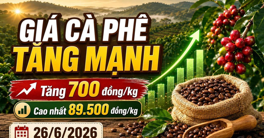 Giá cà phê hôm nay 26/6: Tiến sát mốc 90.000 đồng/kg