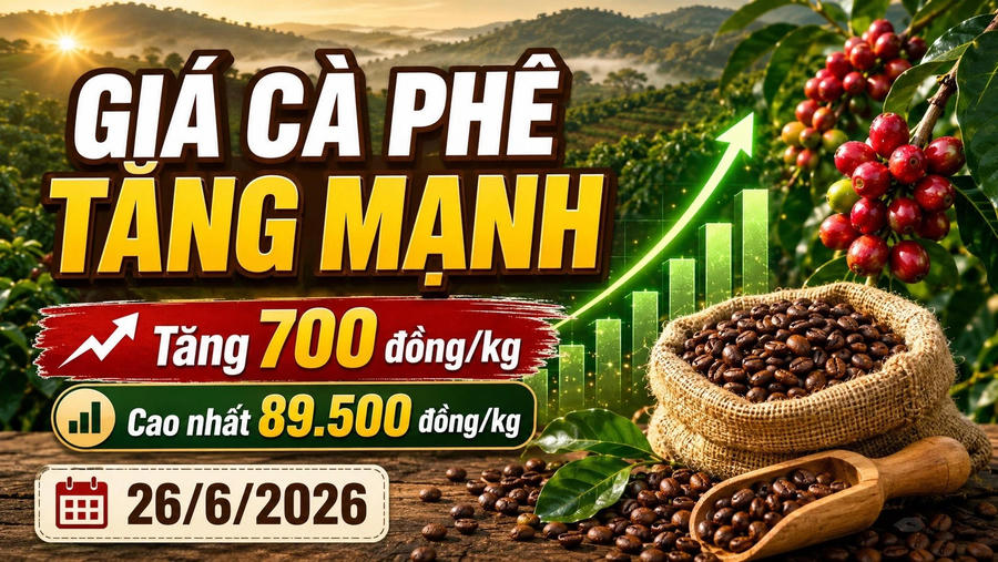 Chốt giá cà phê hôm nay 26/6: Tăng mạnh, áp sát 90.000 đồng/kg