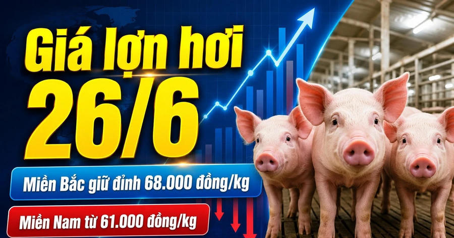 Giá lợn hơi hôm nay 26/6: Chênh lệch 7.000 đồng/kg giữa 3 miền