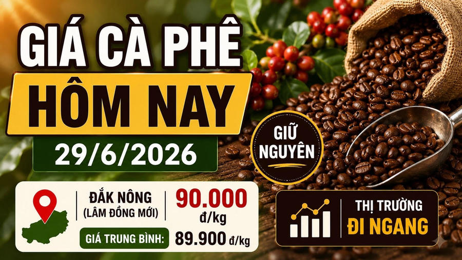 Chốt giá cà phê hôm nay 29/6: Tây Nguyên tiến sát mốc 90.000 đồng/kg
